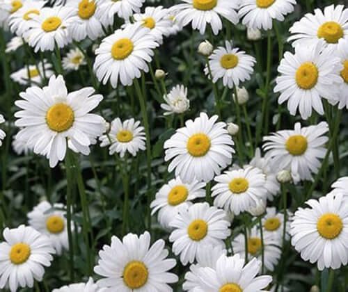  Hoa cúc trắng tượng trưng cho sự cao thượng và lạc quan