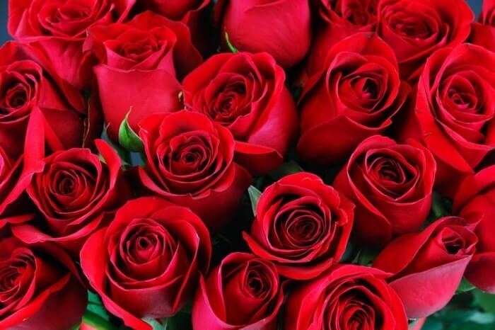 Hoa hồng đỏ đầy quyến rũ