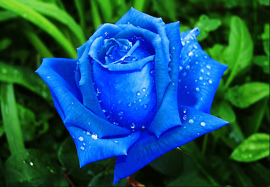 Hoa hồng xanh - “Hoa hồng bất tử”